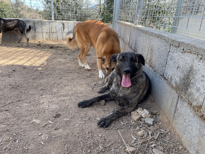 MANDY - agile und supernette Wasserratte