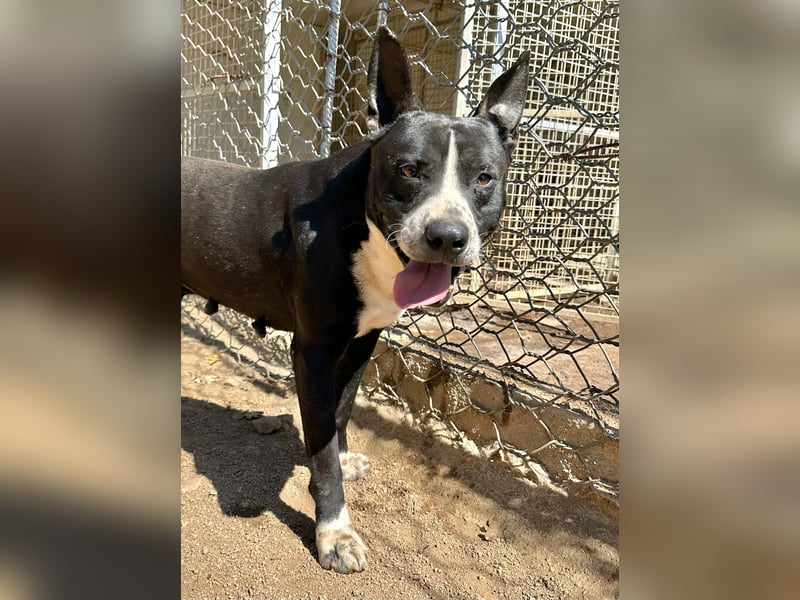 ARON - ein Hund mit Special Effects