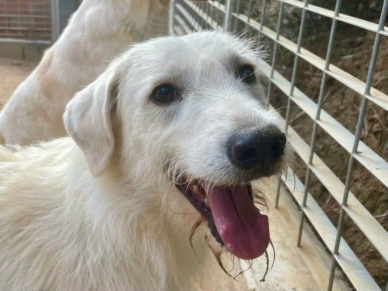 BONNY - der wahrscheinlich liebste Hund der Welt