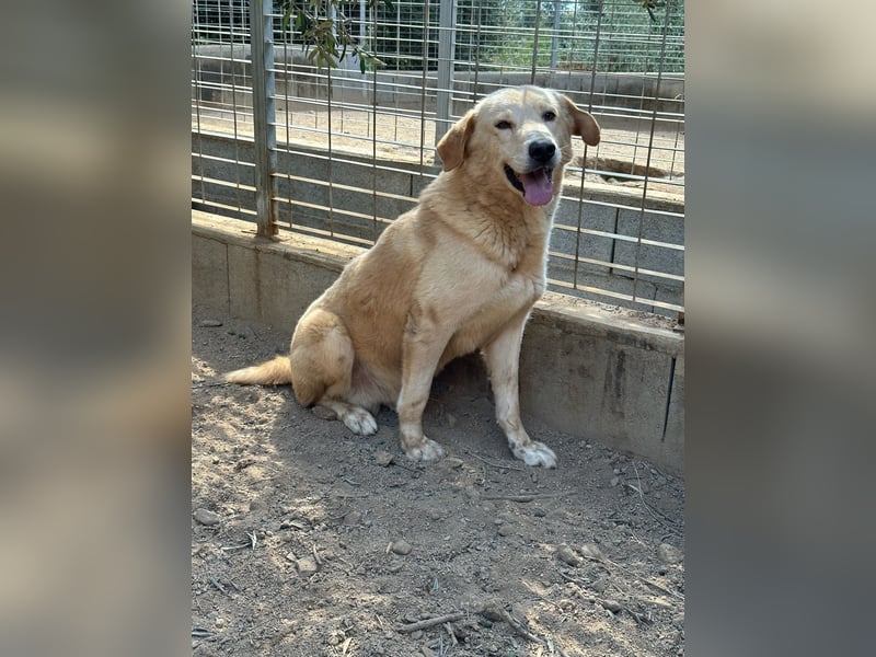 ANGELO - willensstark & liebesbedürftig