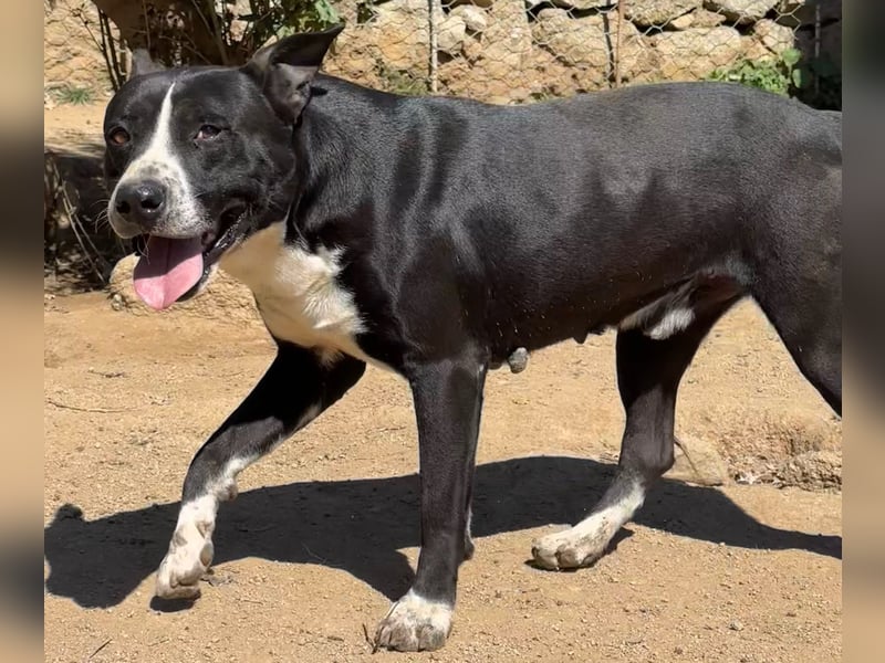 ARON - ein Hund mit Special Effects