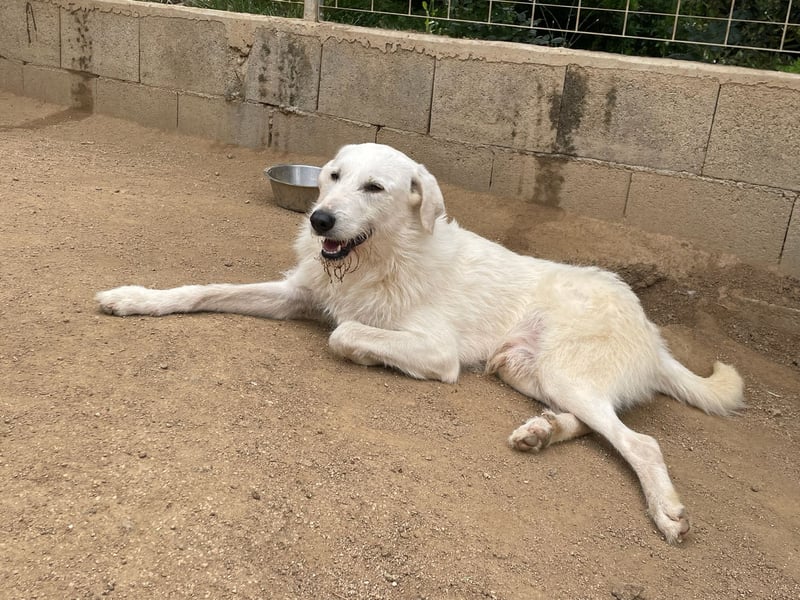 BONNY - der wahrscheinlich liebste Hund der Welt