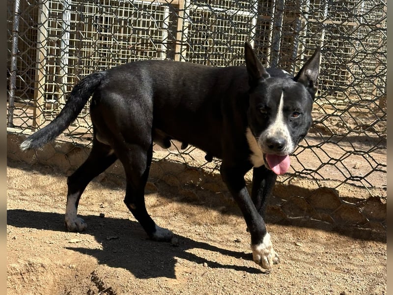 ARON - ein Hund mit Special Effects