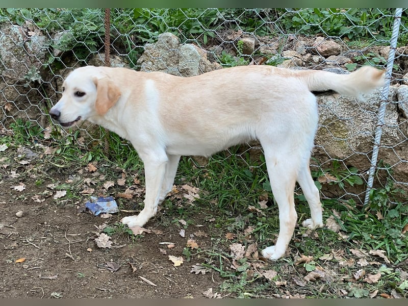 DEA - lieb und anlehnungsbedürftig