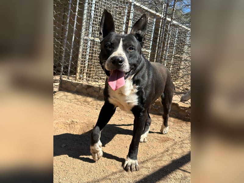 ARON - ein Hund mit Special Effects