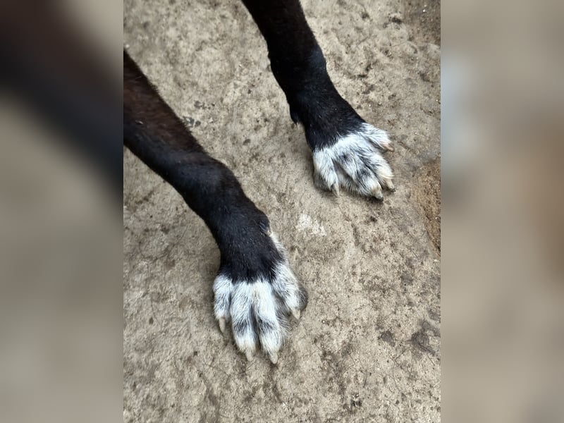 MIDA - der Stress im Rifugio ist zu viel für ihn