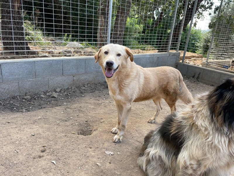 ANGELO - willensstark & liebesbedürftig