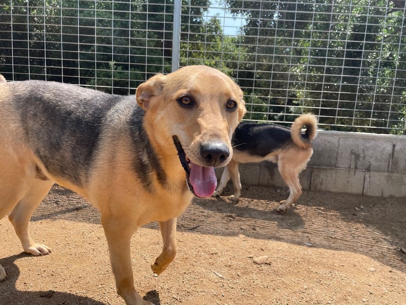 ROSALIE - unser toller Wonneproppen