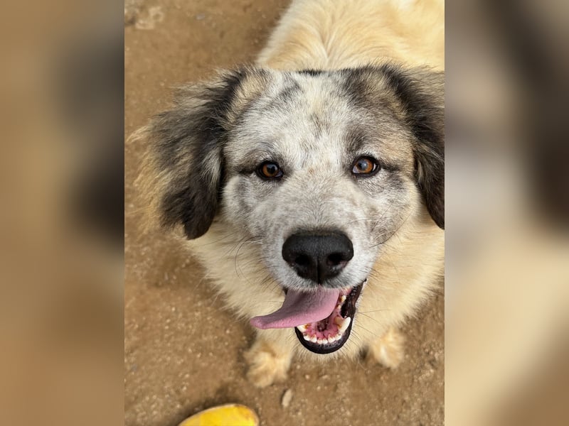 BOVALE - nett, verträglich & verspielt