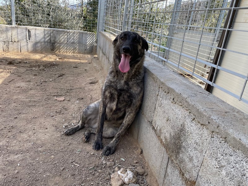 MANDY - agile und supernette Wasserratte