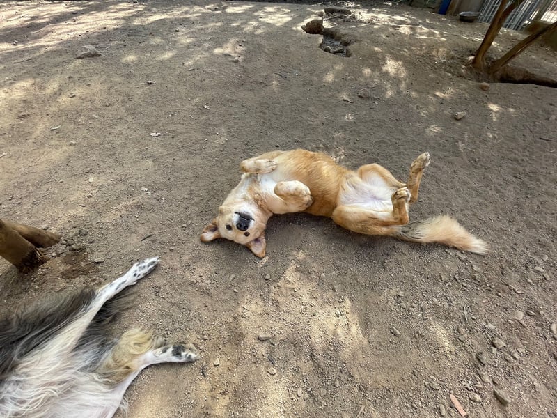 ANGELO - willensstark & liebesbedürftig