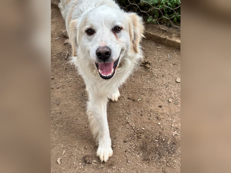 GAETANO - so schön wie ein Coverboy