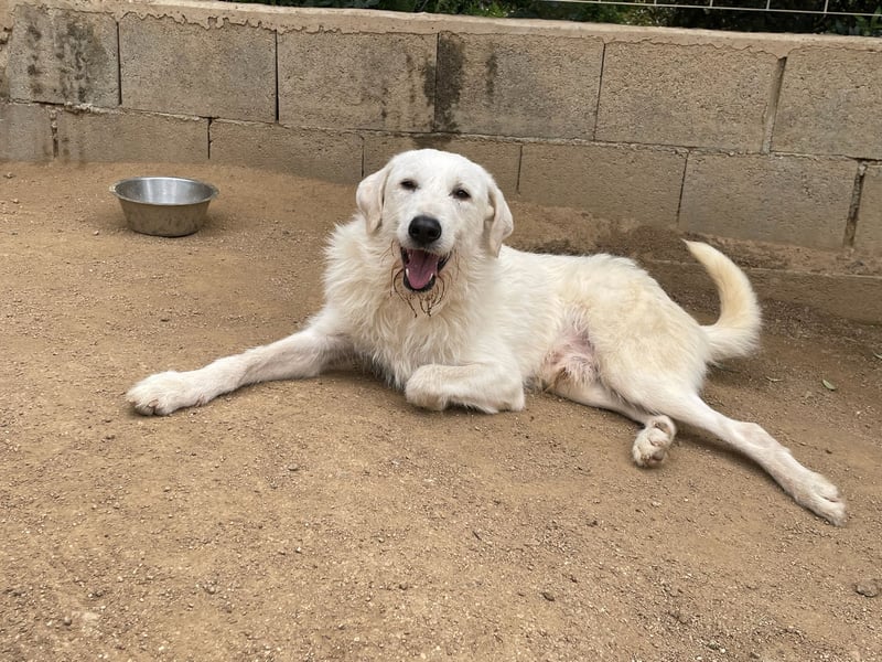 BONNY - der wahrscheinlich liebste Hund der Welt