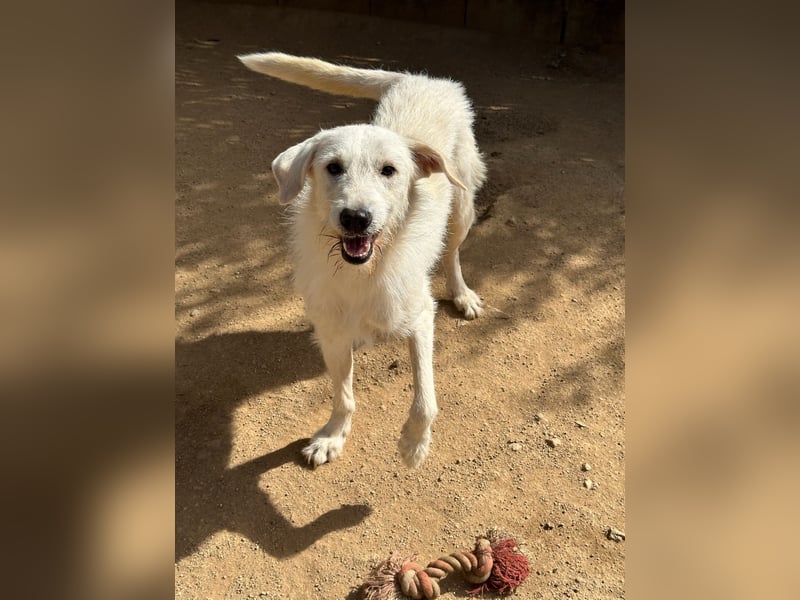 BONNY - der wahrscheinlich liebste Hund der Welt