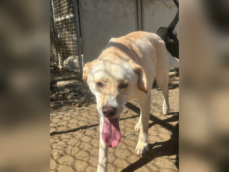 DEA - lieb und anlehnungsbedürftig