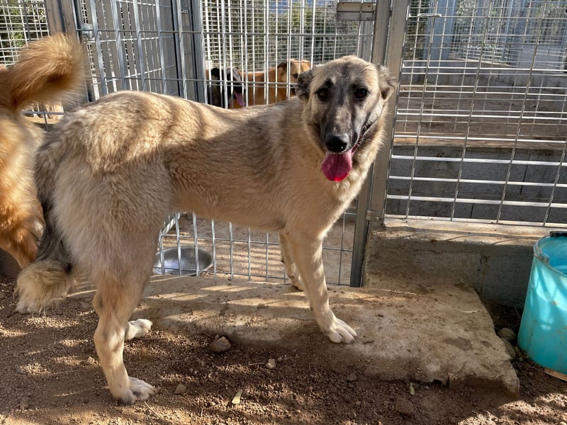 ELODY - unser aktives Träumchen