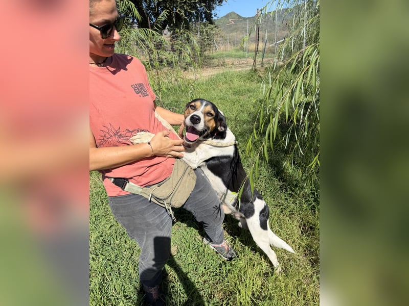 SONIC - HandicapHund mit tollem Charakter