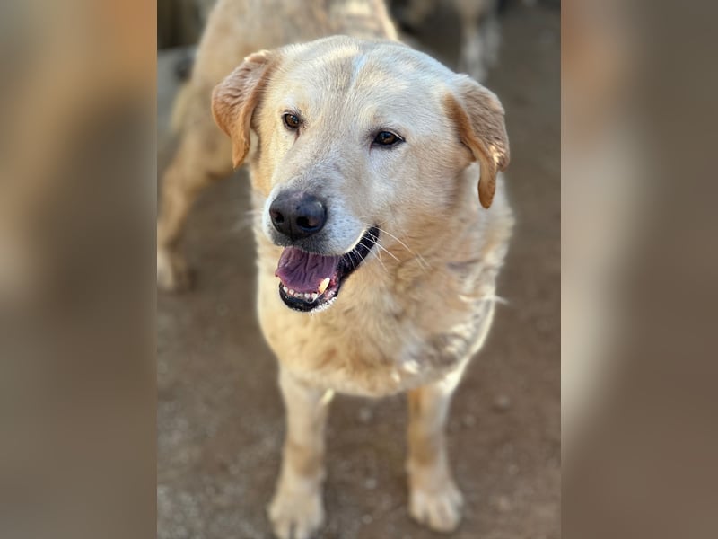 ANGELO - willensstark & liebesbedürftig