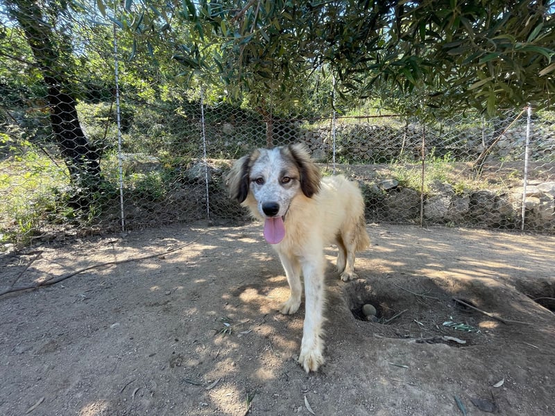 BOVALE - nett, verträglich & verspielt