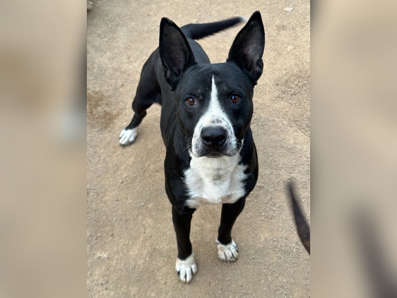 ARON - ein Hund mit Special Effects