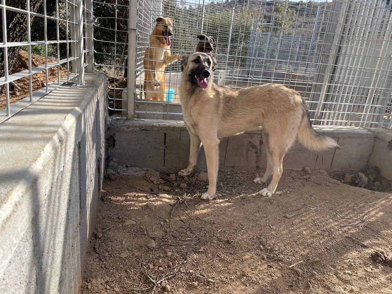 ELODY - unser aktives Träumchen