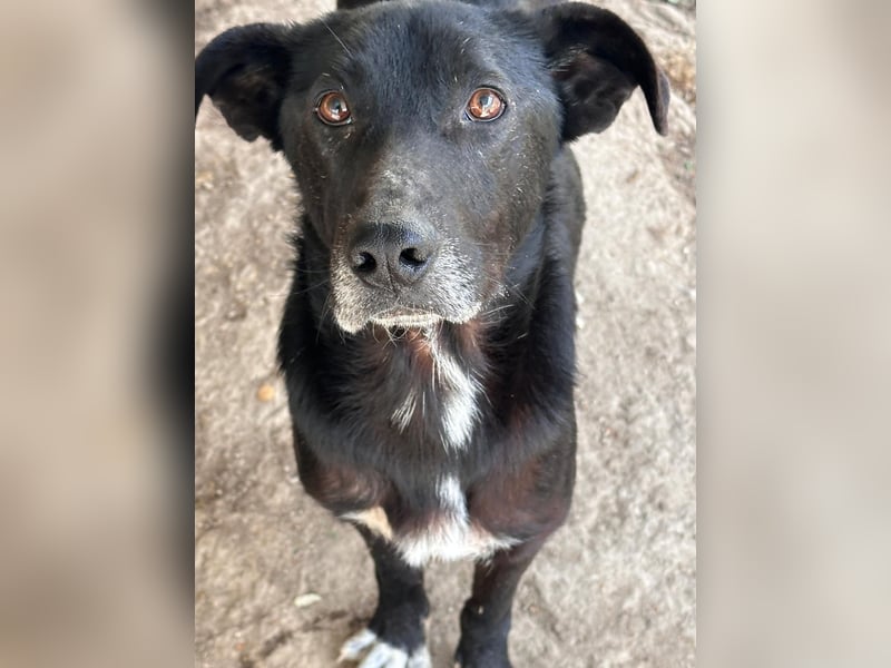 MIDA - der Stress im Rifugio ist zu viel für ihn