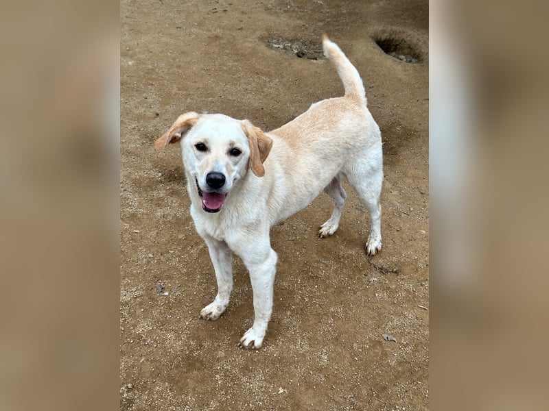 DEA - lieb und anlehnungsbedürftig