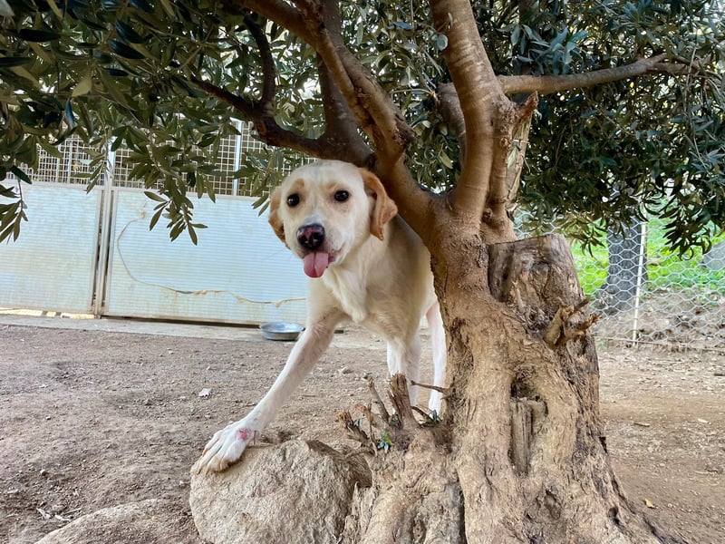 DEA - lieb und anlehnungsbedürftig