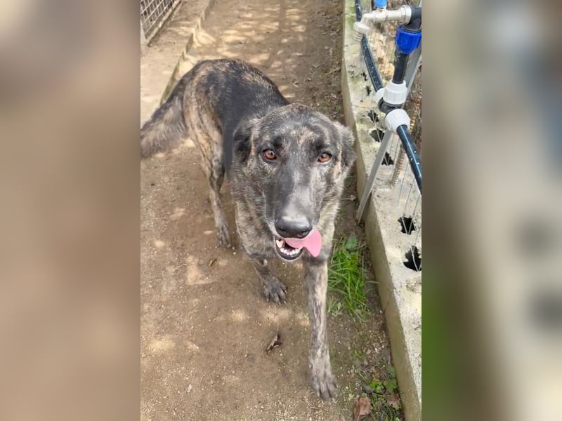 MANDY - agile und supernette Wasserratte