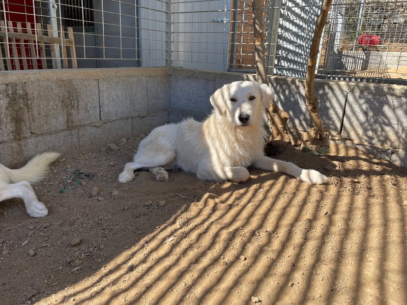 BONNY - der wahrscheinlich liebste Hund der Welt