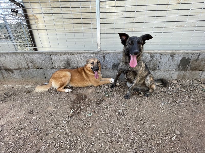 MANDY - agile und supernette Wasserratte