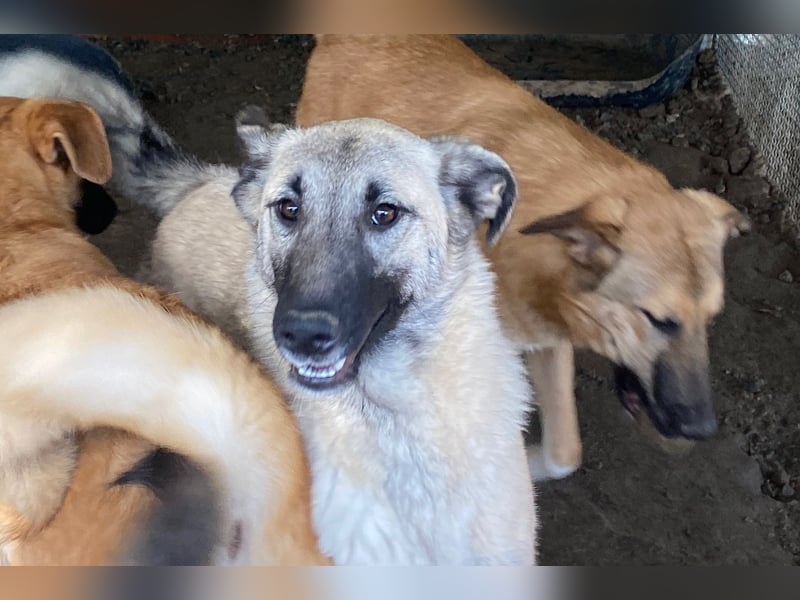 ELODY - unser aktives Träumchen