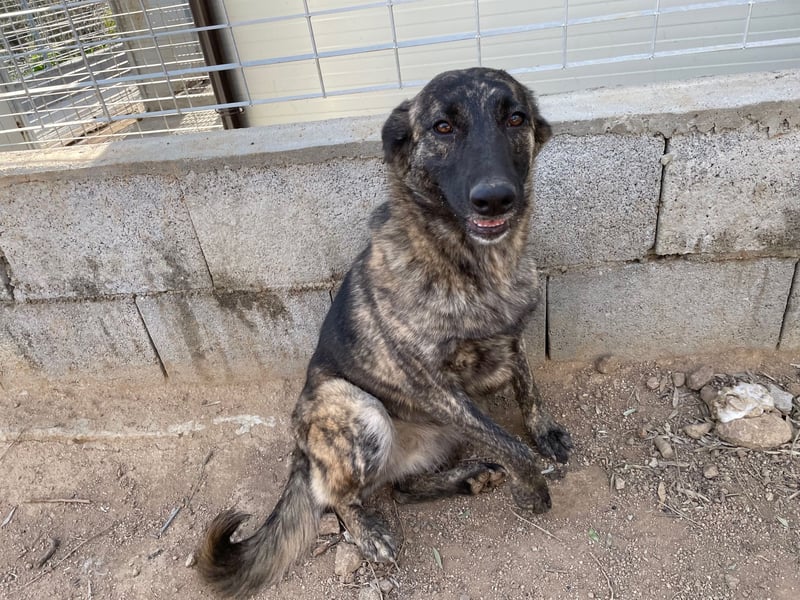 MANDY - agile und supernette Wasserratte