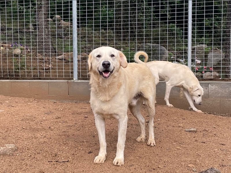 PINKO - mit den liebsten Augen der Welt