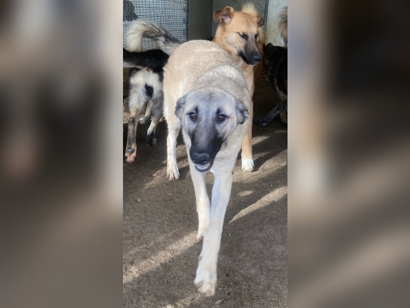 ELODY - unser aktives Träumchen