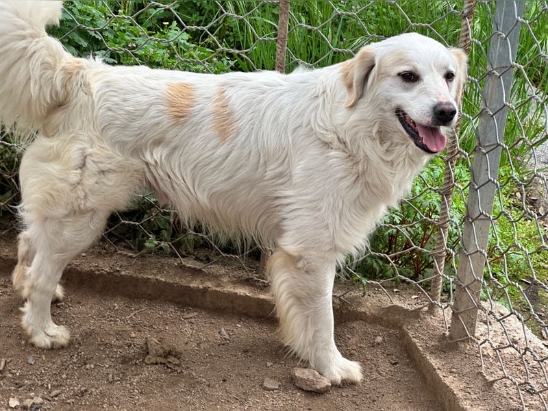 GAETANO - so schön wie ein Coverboy