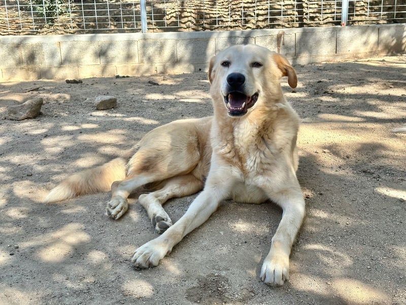 ANGELO - willensstark & liebesbedürftig