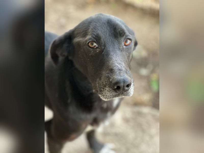 MIDA - der Stress im Rifugio ist zu viel für ihn