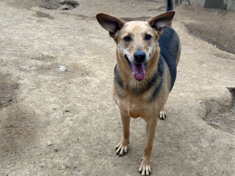 ROSALIE - unser toller Wonneproppen