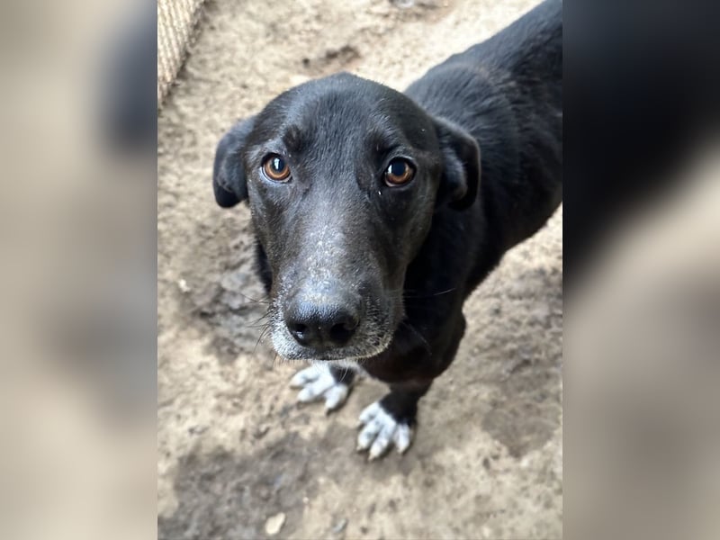 MIDA - der Stress im Rifugio ist zu viel für ihn
