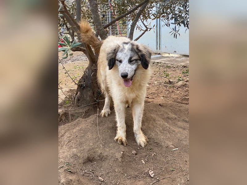 BOVALE - nett, verträglich & verspielt