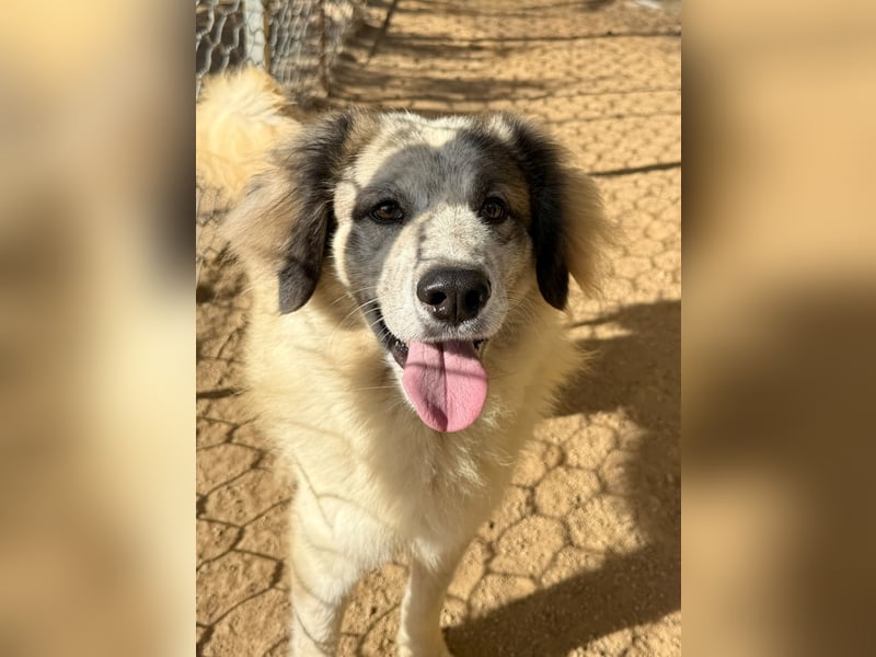 BOVALE - nett, verträglich & verspielt