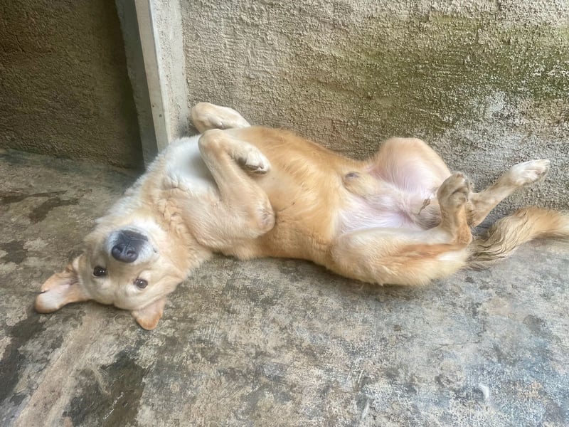 ANGELO - willensstark & liebesbedürftig