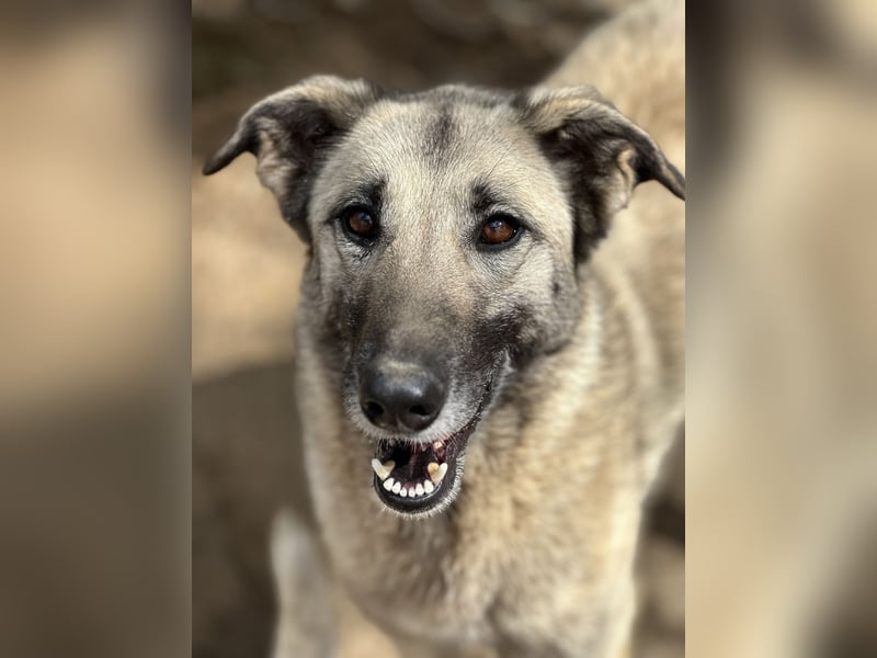 ELODY - unser aktives Träumchen