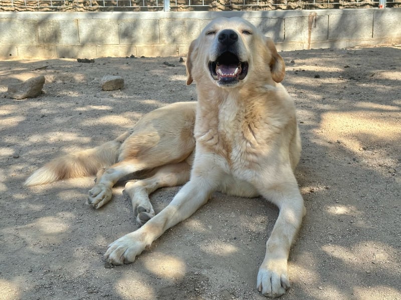ANGELO - willensstark & liebesbedürftig