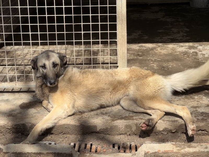 ELODY - unser aktives Träumchen