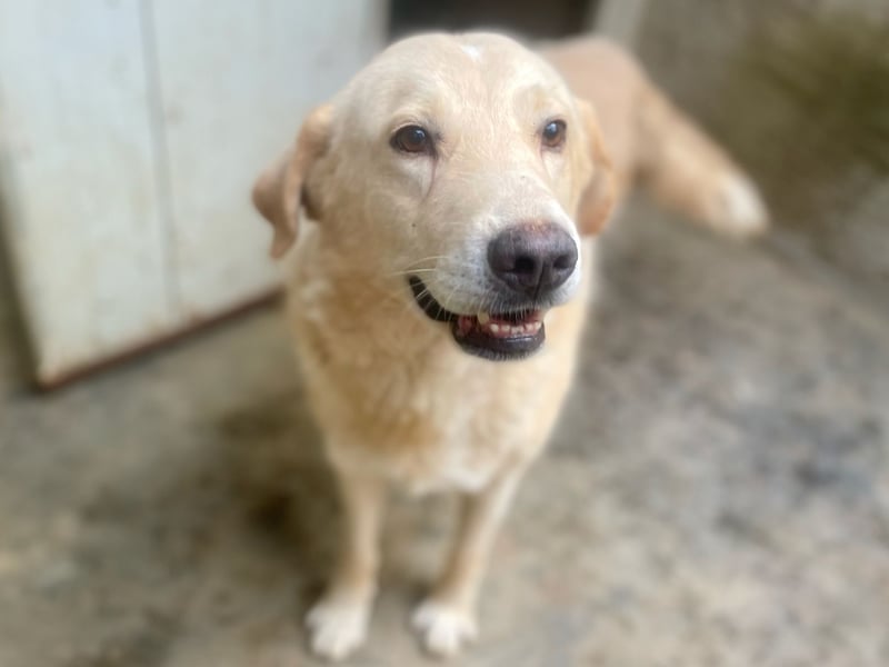 ANGELO - willensstark & liebesbedürftig