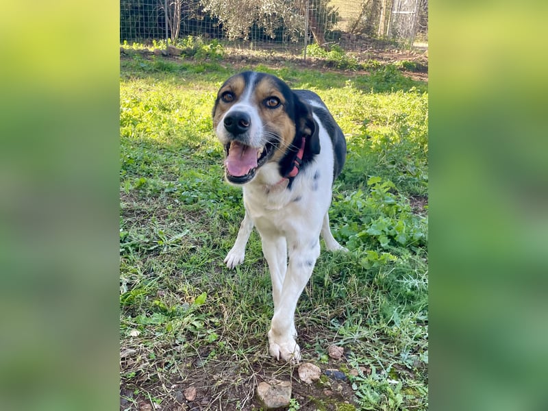 SONIC - HandicapHund mit Charakter