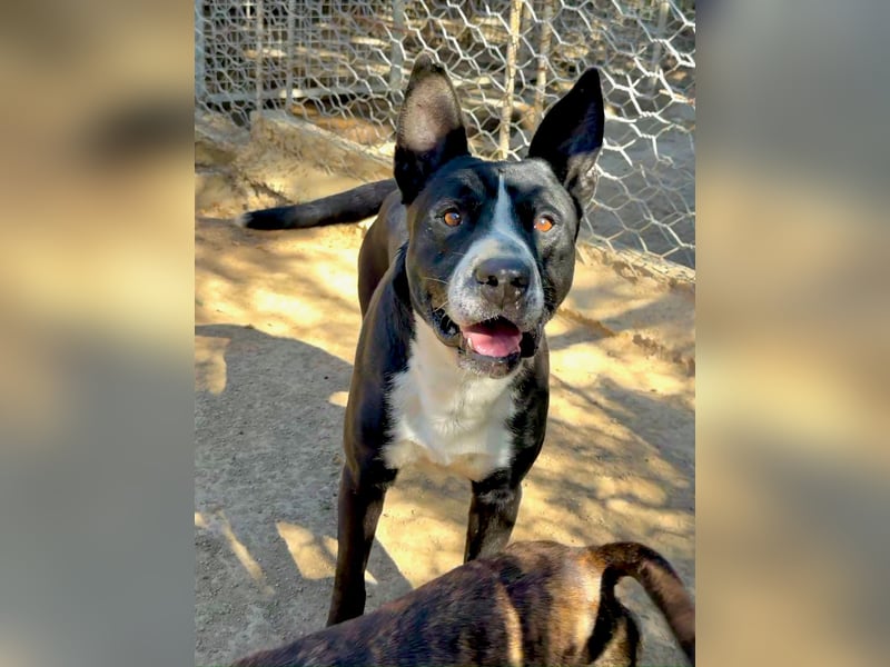 ARON - ein Hund mit Special Effects