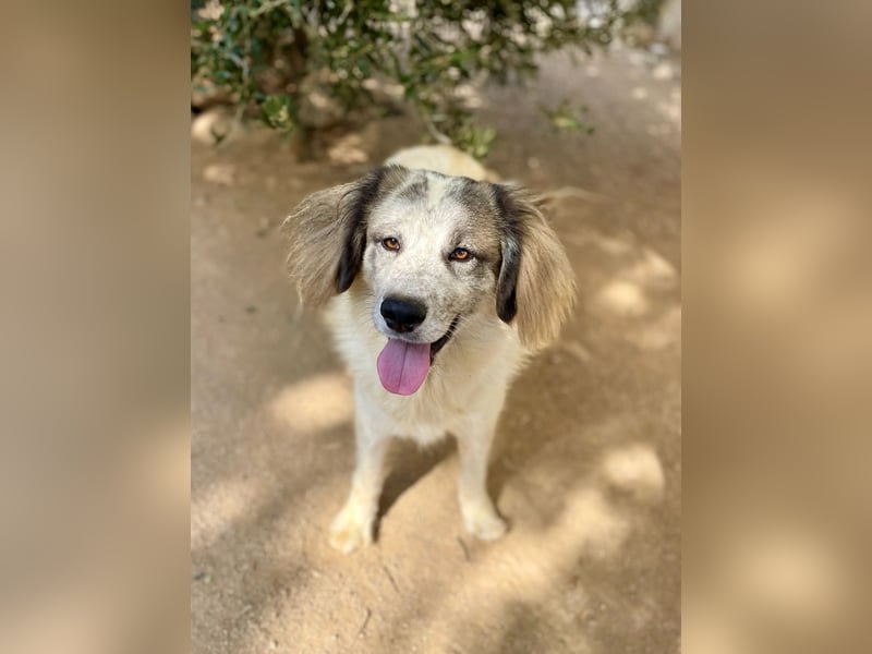 BOVALE - nett, verträglich & verspielt